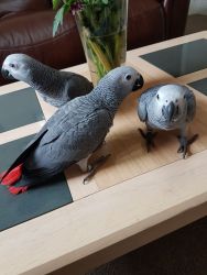 Sweet and lovely African grey parrots for sale