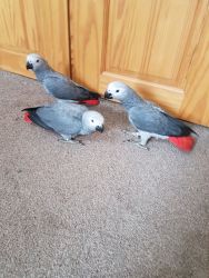 Congo African Grey Parrots for Bird Lovers