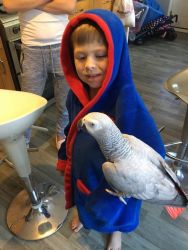 A Pair of Talking African Grey Parrots. They are 1 year old and will