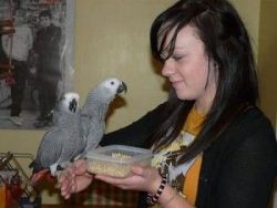 African Grey Parrot Available