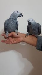 African Grey parrots and Red factor Grey for sale (xxx) xxx-xxx2