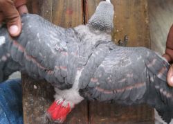 Congo African grey parrots for Christmas