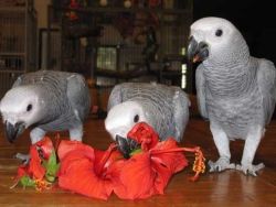 African grey Parrots for sale