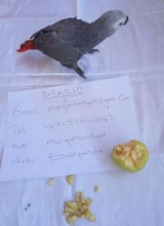CUTE AFRICAN GREY PARROT FOR ADOPTION