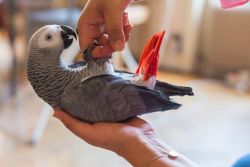 African Grey Parrot Birds For Sale