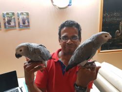 adorable african grey ready for a christmast home