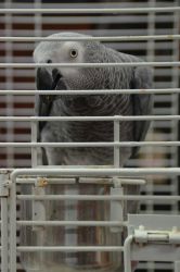 Pair of Talkative African grey parrots for adoption call usxxxxxxxxxx