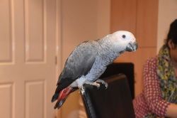 16 weeks African Grey Parrot