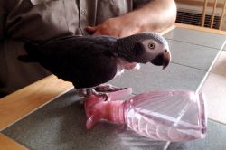 well trained African grey parrot