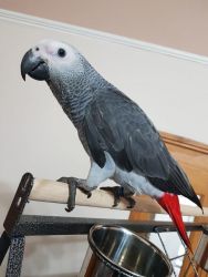 African Grey With dna papers.