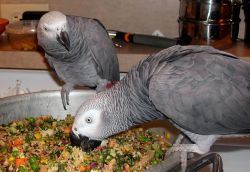 lovely African Grey Parrots for Adoptio xxx-xxx-xxxx