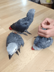 Super Tame African Grey Parrot