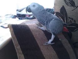 African Grey for sale
