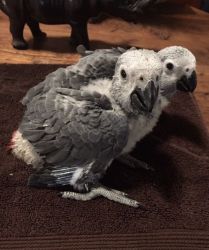 Baby Congo African Greys for sale