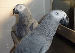 Talkative Red Tail Congo African Grey Parrots