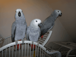 Very Tame African Grey Parrot