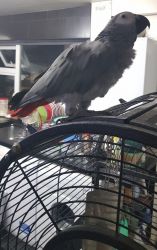 hand raised, tamed African grey parrots for sale