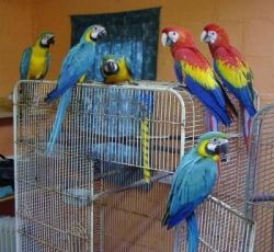 Parrots, african greys, amazons, conures, electus,
