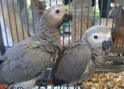 Male and female African Grey Parrots for sale.