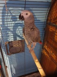 Gorgeous Hand Reared Baby African Grey