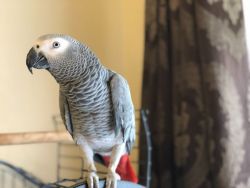 Weaned friendly African grey males