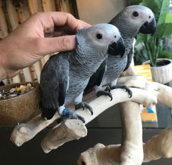 pair of baby african grey parrots for sale