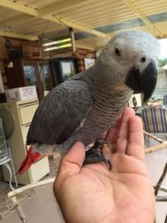 Hand raised African grey parrots are available