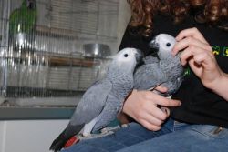African Grey Congo parrots available