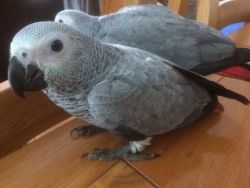 Beautiful Baby African Grey and other Parrots #xxx-xxx-xxxx