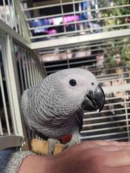 African grey parrots available now