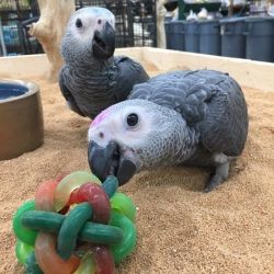 Two Congo African Grey Baby Available Now