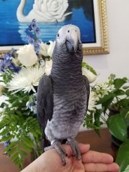 Fun-Loving Personality African Grey Parrots