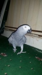 African Grey Parrot For Sale