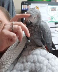 African Grey. 6 Months Old