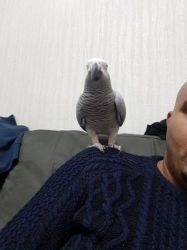 Tamed African Grey For Sale