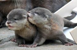 Outstanding male and female Otters for adoption