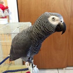 !!!!!African Grey 3 YEARS parrot!!!!!