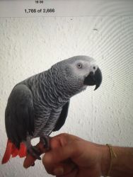 Hand Tame African Parrot Forv Sale