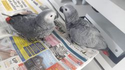 Handreared Baby African Grey Parrots