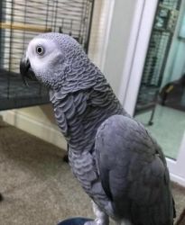 Beautiful African Grey Male and Female