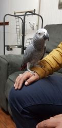 Super Tamed African Grey For Sale