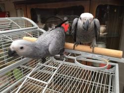 African grey parrots available