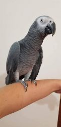 Congo African Grey parrot baby for sale:#(xxx)-xxx-xxxx