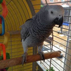 Amazing African Grey parrot for sale