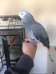 African Gray Parrots For Sale