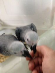 Babies African Grey Parrot Silly Tame & Talking