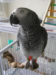 Sweet and Lovely African Grey Parrot for sale