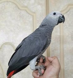 African Congo Gray WITH B&G Macaw Parrots Ready