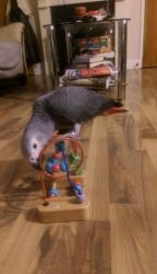 Pair African Grey Parrots for new homes