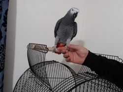 Well Tamed African Grey Birds ready for new homes